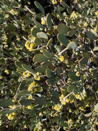 Jan 21 - Did you know Jojoba plants are either male or female? Yep. This one is male and quite prolific.